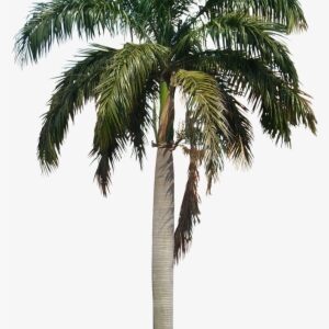 Tropic Trees, Palm Tree Png, Palm Trees, Tropical Gardens, - Palm Tree Png