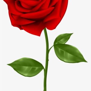 Red Rose Png, Red Roses, Shabby Chic Flowers, High - Transparent Red Rose Clipart