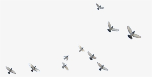 Flying Birds Png - Flying Bird Png