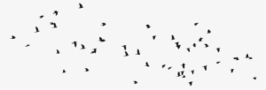 Birds Png Birds Png - Pngs Birds For Picsart