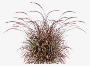 Backyard Builder Purple Fountain - Purple Fountain Grass No Background