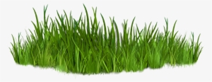 Clip Art Images Of Grasses 7 Png,Grass Clipart - Grasses Clipart
