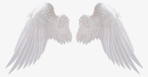Angel Wings Png Download Image - Angel Wings Png