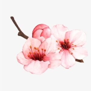Cherry Blossom