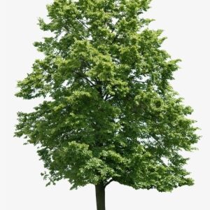 Arvore 1 Architecture Collage, Landscape Architecture - Walnut Tree Png