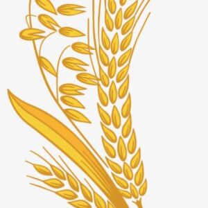 Free Png Wheat Png Images Transparent - Grain Png