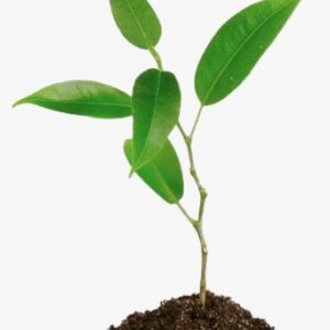 Planta Png - Imagens De Plantas Png