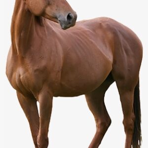 Horse Big Img1 - Horse Png Images Hd