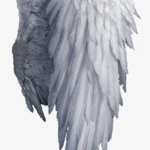 White Angel Wings Png