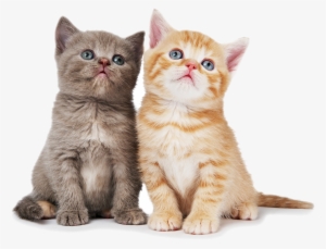 Cat Png Pic - American Shorthair Persian Cat