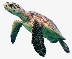 Turtle Png Transparent Picture - Sea Turtle Transparent Background