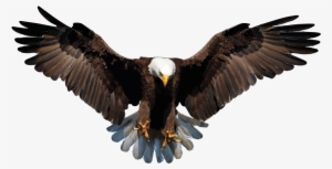 Bald Eagle Png Background Image - Bald Eagle Transparent Background