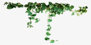 Free Png Plants Png Images Transparent - Transparent Plants