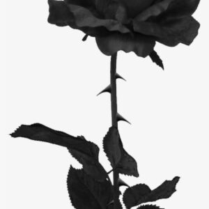 Black Rose Png - Black Rose
