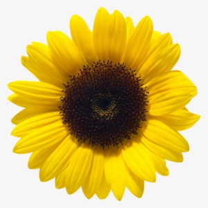 Sunflower Png