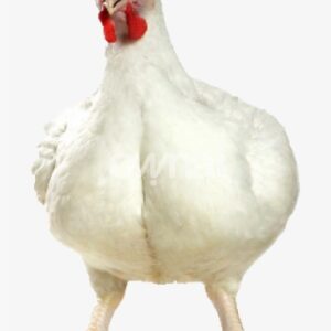 Broiler Chicken Png