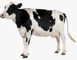 Cow Png Image - Cow Transparent