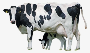 Holstein Friesian Cattle Calf Farm Livestock Dairy - Cow With Calf Images Png