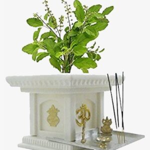 Shaligram Vivah / Tulsi Vivah / Ghat Vivah - Tulsi Plant