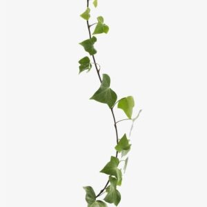 Common Ivy Virginia Creeper Vine Leaf Plant - Creeper Plant Png