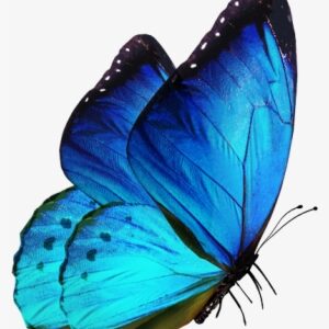 Blue Butterfly Flying Png Download - Picsart Butterfly
