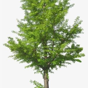 Tree Psd, Tree Photoshop, Tree Images, Watercolor Trees, - Front View Tree Png