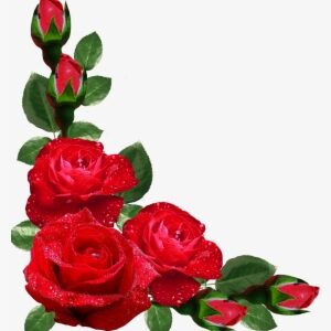 Red Roses Border Png - Rose Corner Border Png