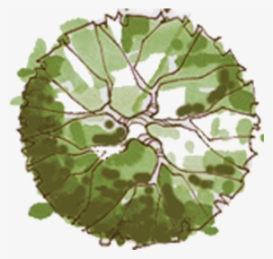 Tree In Plan Png - Architectural Tree Plan Png