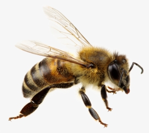 Flying Bee Png - Flying Honey Bee Png