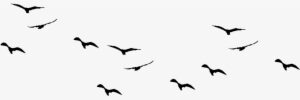Transparent Images Pluspng Image - Birds Flying Vector Png