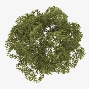 Png Royalty Free Download Png Tree Plan For Free Download - Trees In Plan Png