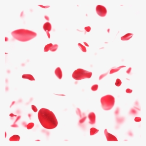 Bloom Flower Flowers Petals Flow Flowing Flying Dropped - [9wishes] Rose Capsule Essence 30ml