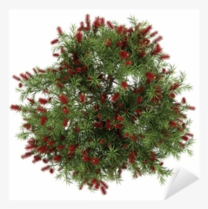 Top View Of Bottlebrush Tree Isolated On White Background - Flower Tree Top View