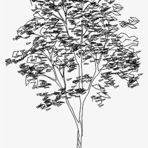 Architectural Line Tree Png