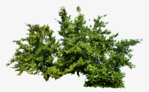 Free Plants, Tree Psd, Photoshop Images, Photoshop - Plant Png