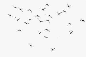 Black Swarm Of Bird Flying Png Image - Download Birds Png