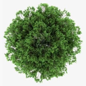 Tree Plan Png Free Download Vector Freeuse Stock - Photoshop Tree Plan Png