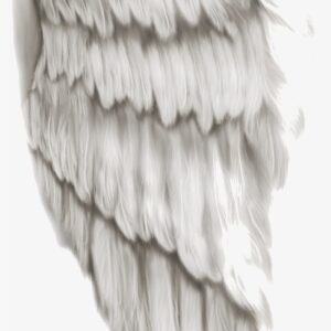 Asas - Png Asa De Anjo