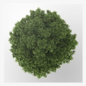Top View Of Horse Chestnut Tree Isolated On White Background - Tree Photoshop Png Plan Free