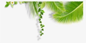 Folhas Coqueiros Png - Roystonea