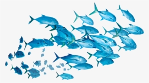 Fishes Png - Picsart Fish Png