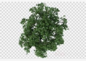 Tree Plan Png Clipart Architecture - Tree In Plan Png