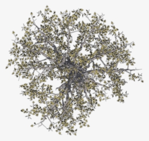 Trees Image - Big Tree Top View Png