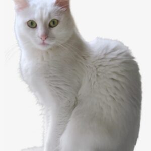 White Cat Png - White Cat Transparent Background