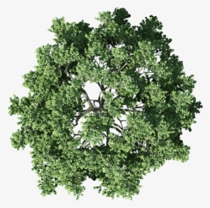 Tree Top View Png - Mango Tree Top View