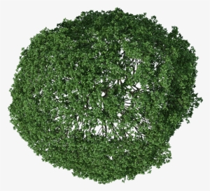 Trees Plan View Png Black And White - Tree In Plan Png