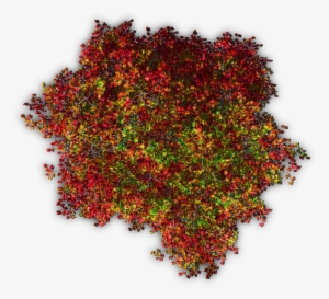 Trees Tree Blossoms Nature Red Autumn Topview Orange - Red Tree Top View