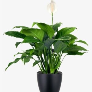 Awesome Lowlight Indoor Plant Japanese Peace Lily In - Low Maintenance House Plants