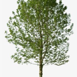 The Gallery For > Immediate Entourage Tree - Trees Photoshop Cut Out