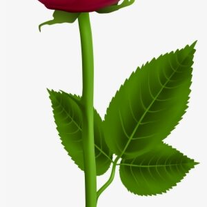 Red Rose Png, Beautiful Rose Flowers, Read Rose, Single - Rose Png For Picsart